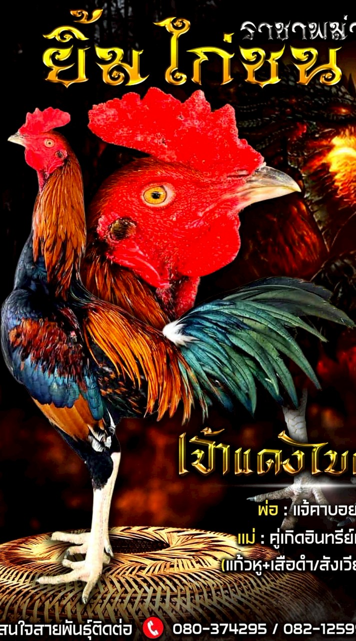 ยิ้มไก่ชน สายเลือดเงินล้าน