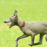 イタグレを飼っている方。情報交換！