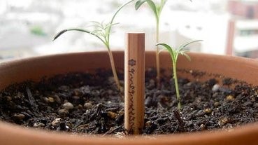 半支鉛筆種出一盆花!?