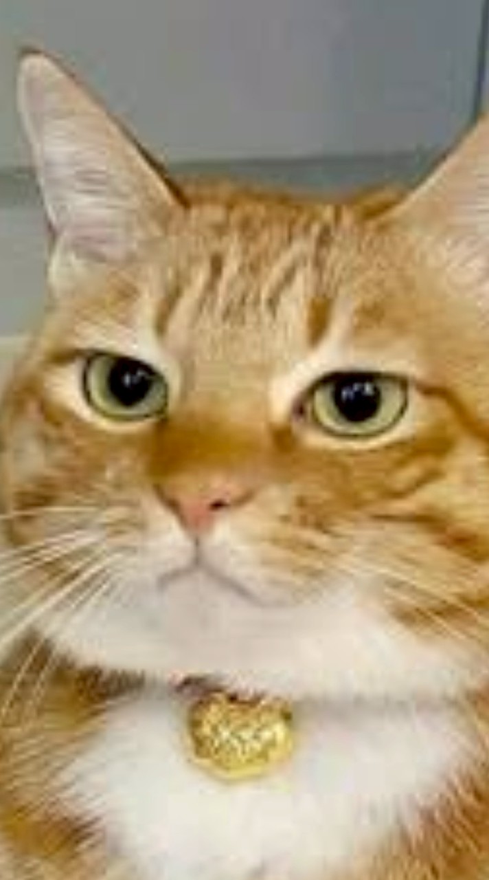 Catslave TH