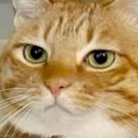 Catslave TH