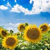 🌻全国40代🌻同世代R∞M🌻ライブトーク🌻