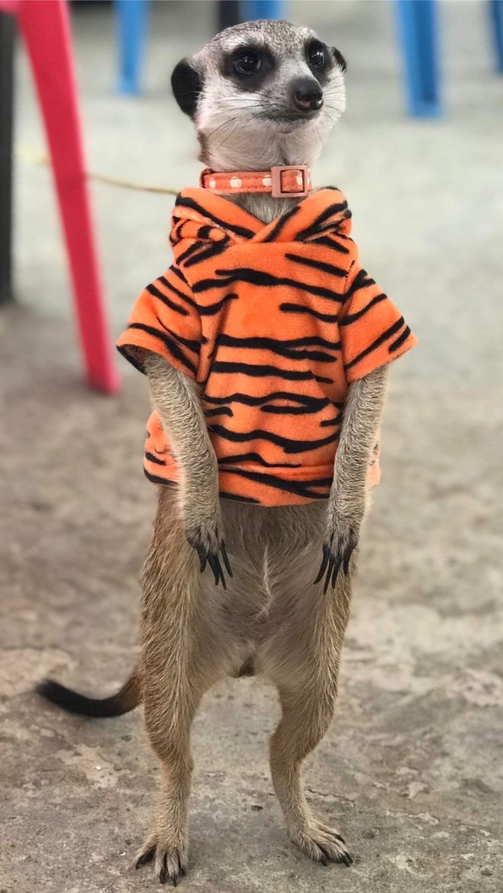 狐獴衣服