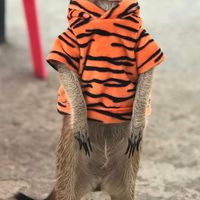 狐獴衣服