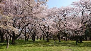 (東京)日本賞櫻名勝地100選之小金井公園