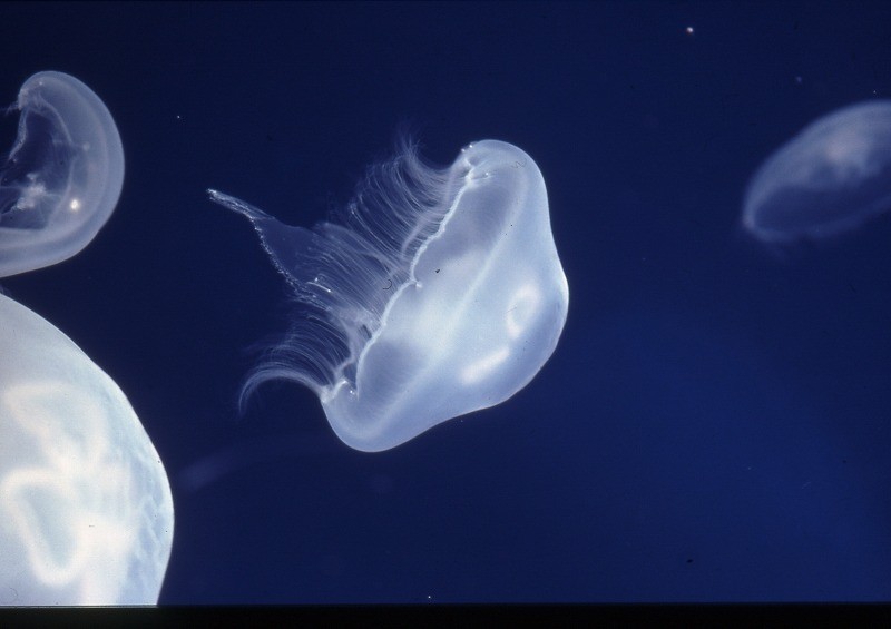 池袋サンシャイン水族館に新クラゲエリア 国内最大級の水槽登場