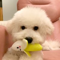 比熊交朋友🐻‍❄️高雄台南