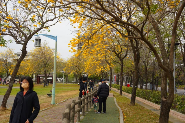 2023廍子公園黃花風鈴木花況,台中最美的黃金公園,廍子公園黃花風鈴木,廍子公園黃花風鈴木花況