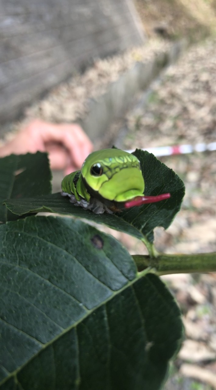 イモ活民の集い🐛