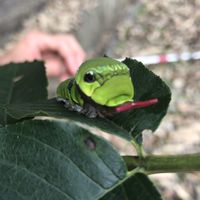 イモ活民の集い🐛💖✨️