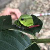 イモ活民の集い🐛