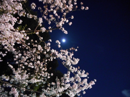 気分だけでも春を感じて 詠み継がれる日本の心 桜 がテーマの和歌おすすめ8首を紹介