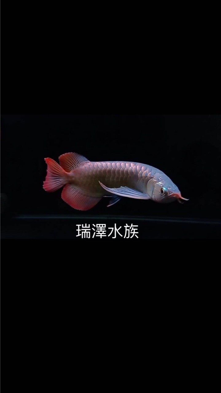 🐲瑞澤水族🐯