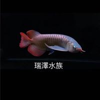 🐲瑞澤水族🐯