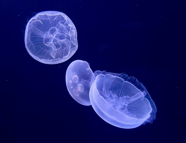 暑い夏 ストレスでお疲れの時は 大水槽のクラゲをボーっと見てゆる く癒される