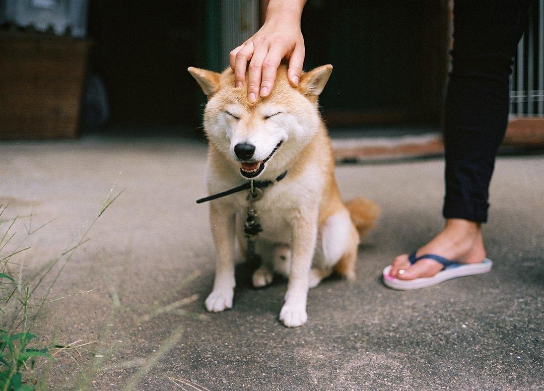 いきいきとした柴犬の表情が愛おしすぎる 犬の日常を投稿する Inubot とは ウォーカープラス