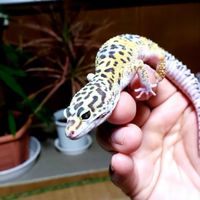 長崎 爬虫類の友🦎🐍