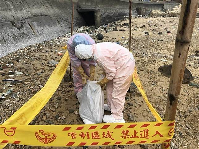 全球僅剩約1000隻  「露脊鼠海豚」陳屍馬祖沙灘