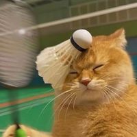 今晚腰痠明早上班羽球團🏸