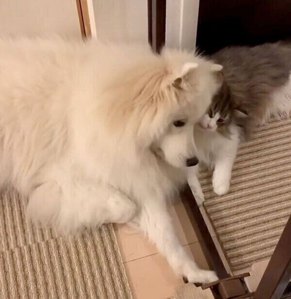 大好きな同居猫にスリスリする犬 あっ な展開に いぬのきもちnews