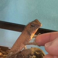 青森爬虫類大好き集合
