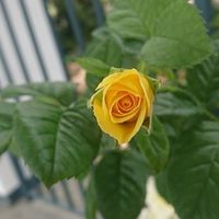 「４０代からの病気と戦ってる人☺️負けるな励まし合って戦おう」
