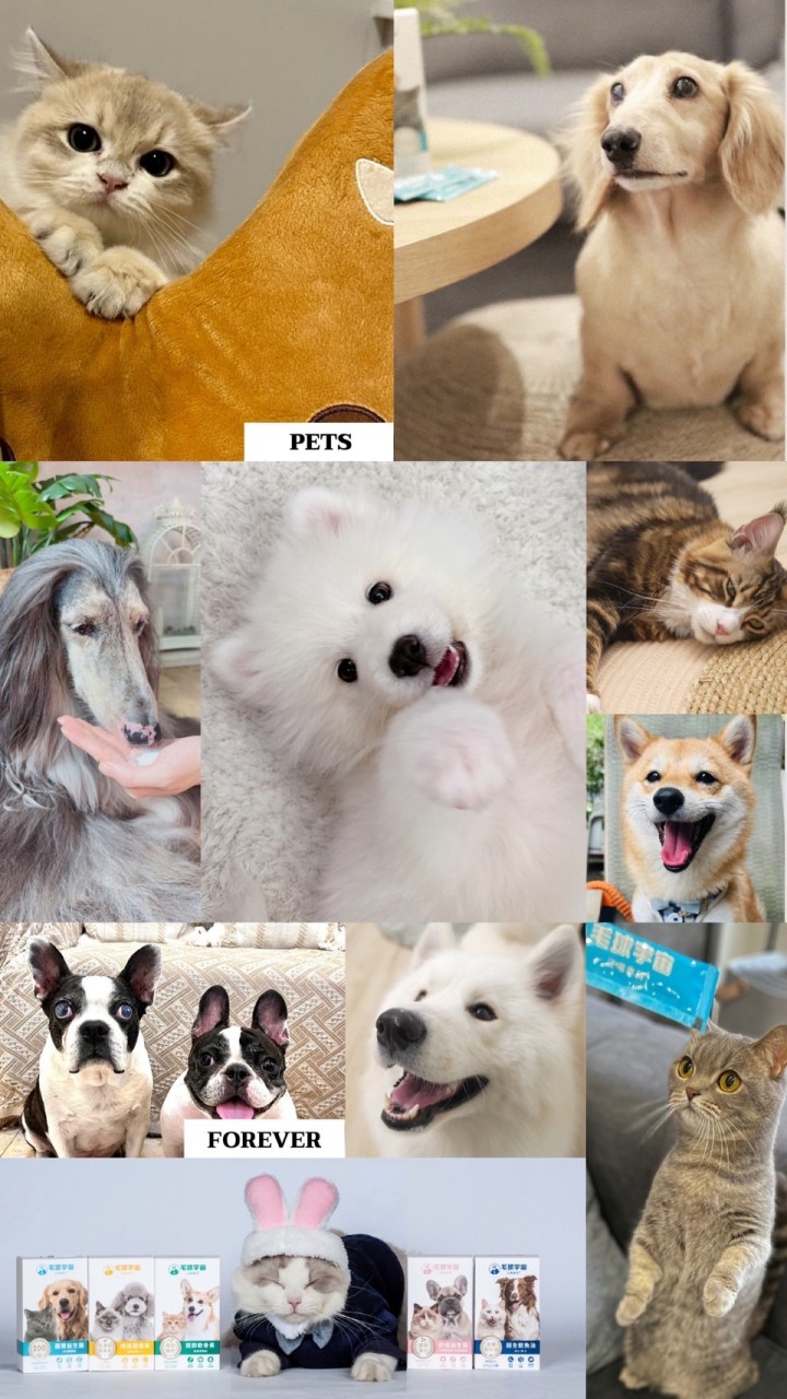 🐱我家の可愛毛球🐶