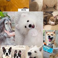 🐱我家の可愛毛球🐶