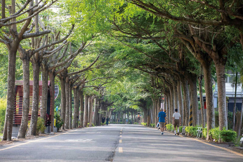 整排樹林綠蔭蔥蘢，適合一家大小來享受森林浴。（圖／宋岱融攝）