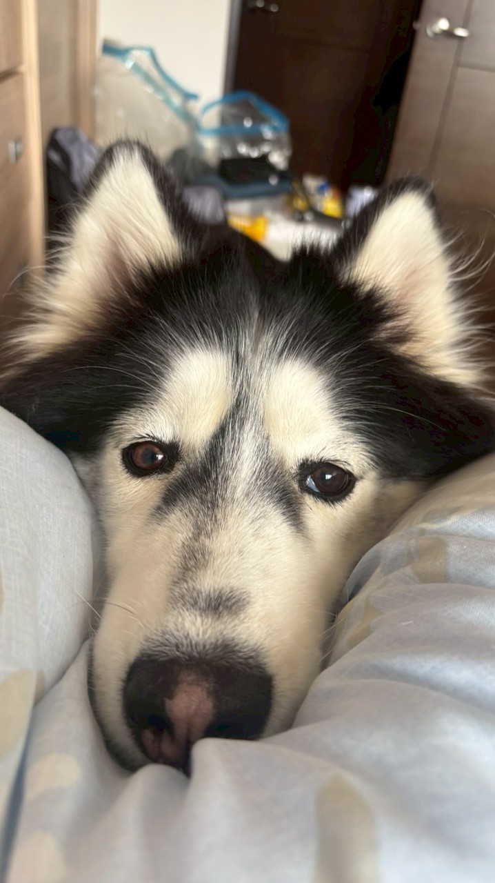 大型犬友善露營・住宿好物分享