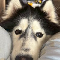 大型犬友善露營・住宿好物分享