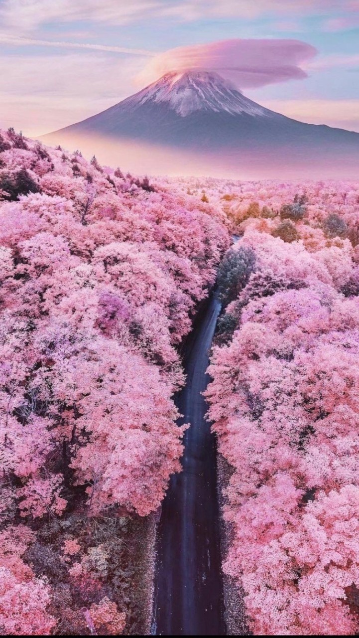 森羽日本連線代購