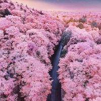 森羽日本連線代購