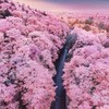 森羽日本連線代購