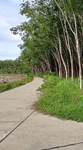 เกษตร เกาะสะบ้า ชุมชนคนทำเกษตร