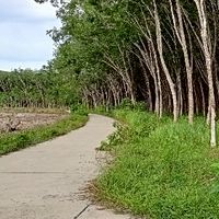 เกษตร เกาะสะบ้า ชุมชนคนทำเกษตร