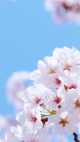 🌸2023すみれ卒園準備🌸