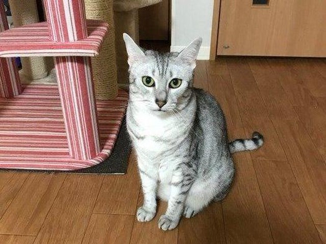 神秘的な猫 エジプシャン マウ の毛柄に魅せられて ねこのきもちnews