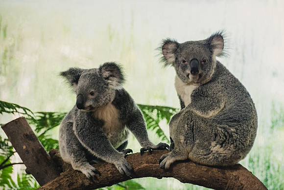 Koala di NSW Australia  Bisa Punah  2050