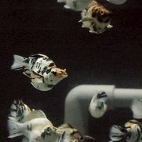 府城精品茉莉魚社