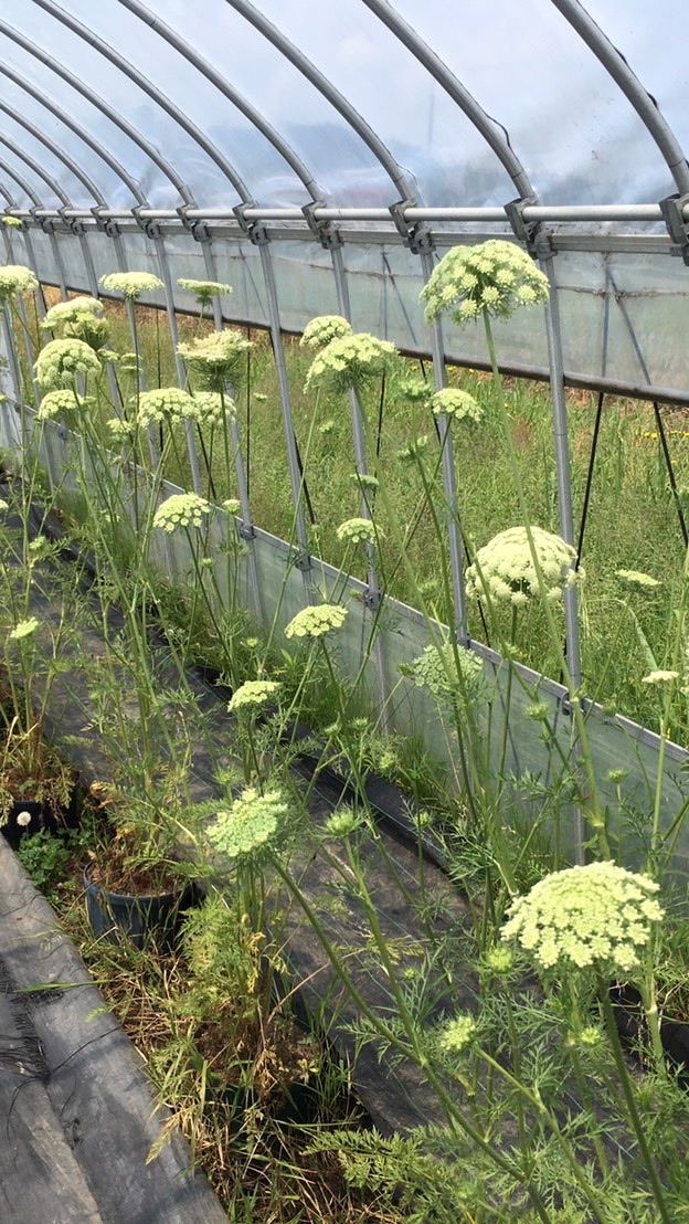 自然農法で家庭菜園