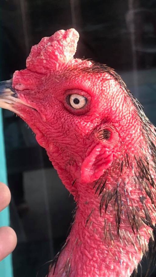 ซื้อขายแบ่งปันไก่ชนสายเลือดเงินล้านทุกสายพันธุ์