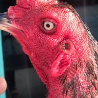 ซื้อขายแบ่งปันไก่ชนสายเลือดเงินล้านทุกสายพันธุ์