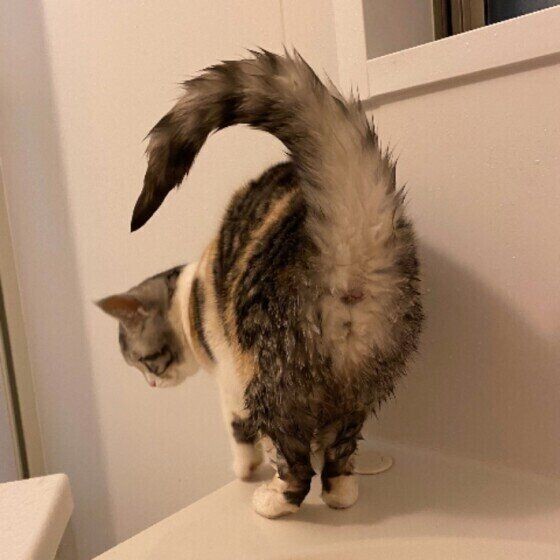 タイミングを見極めよ 猫が喜ぶ おしりトントン のコツ