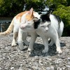猫の部屋🐱　猫好きさんいらっしゃい✨