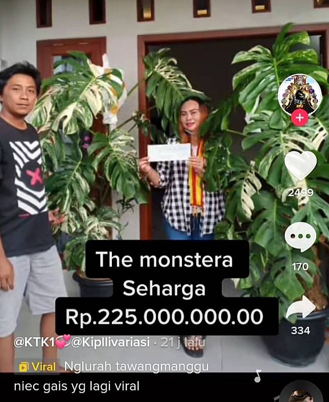 Seorang Warga Solo Beli Tanaman Monstera Variegata Seharaga Rp 225 Juta