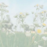 🌹全台美的事物手作DIY交流🌹花藝⚜️肥皂⚜密碼8888⚜️新手⚜️親子⚜️資源互惠⚜️課程教學