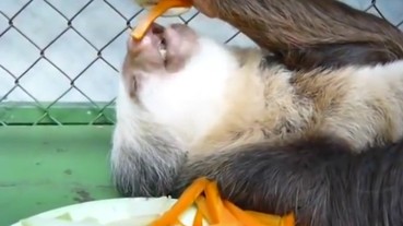 超爽樹懶大爺躺著邊睡邊吃 還只挑紅蘿蔔...