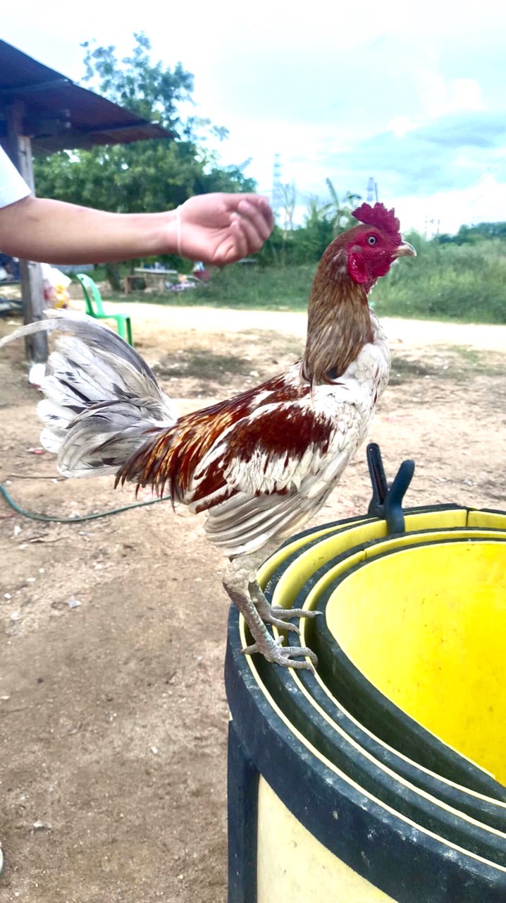 ซุ้ม.เทพบูรพา  ไก่🇲🇲ม้าล้อIQ