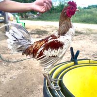ซุ้ม.เทพบูรพา  ไก่🇲🇲ม้าล้อIQ